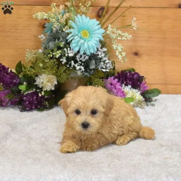 Pickles, Maltipoo Puppy
