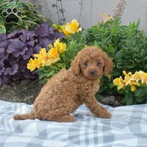 Pickles, Cavapoo Puppy