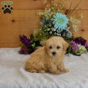 Pickles, Maltipoo Puppy