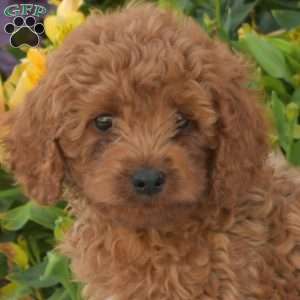 Pickles, Cavapoo Puppy