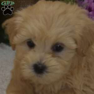 Pickles, Maltipoo Puppy