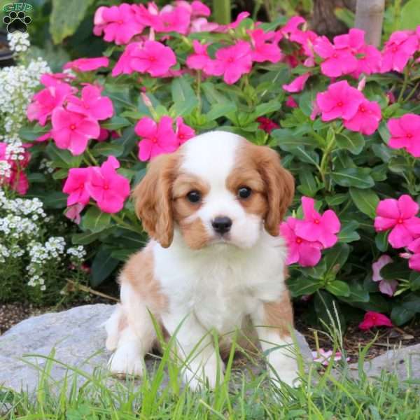 Pike, Cavalier King Charles Spaniel Puppy