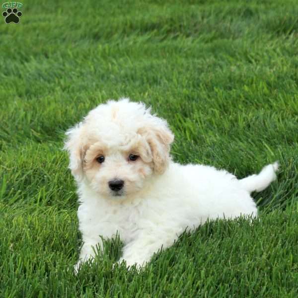 Pike, Bich-Poo Puppy