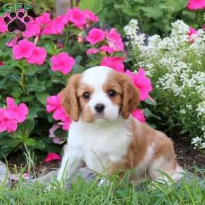 Pike, Cavalier King Charles Spaniel Puppy