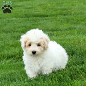 Pike, Bich-Poo Puppy