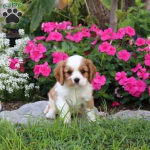 Pike, Cavalier King Charles Spaniel Puppy