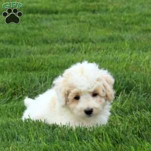 Pike, Bich-Poo Puppy