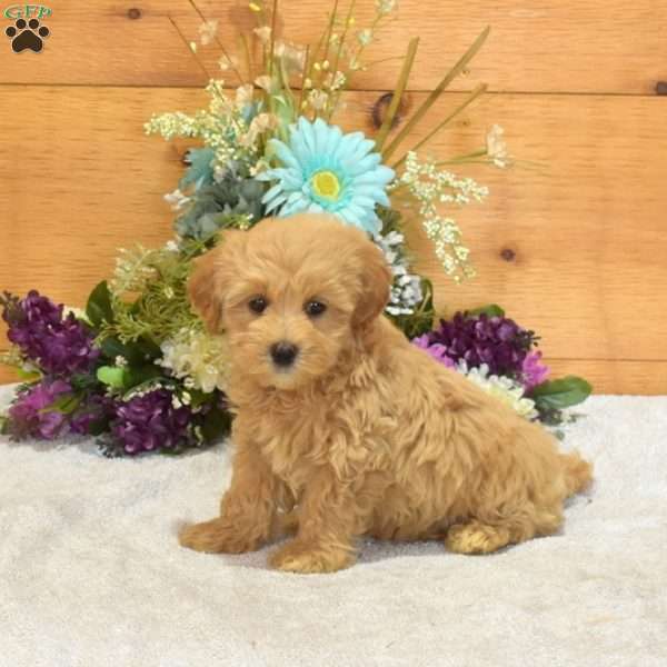 Pip, Maltipoo Puppy