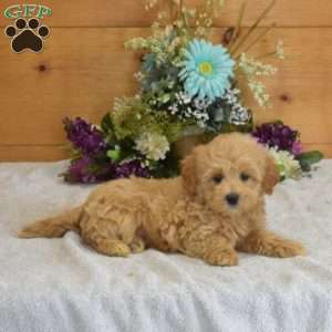 Pip, Maltipoo Puppy