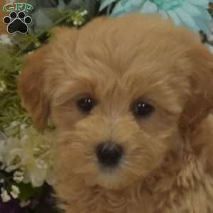 Pip, Maltipoo Puppy