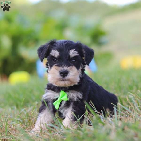 Piper, Miniature Schnauzer Puppy