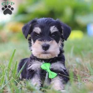 Piper, Miniature Schnauzer Puppy