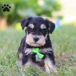 Piper, Miniature Schnauzer Puppy