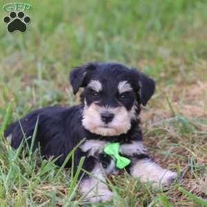Piper, Miniature Schnauzer Puppy
