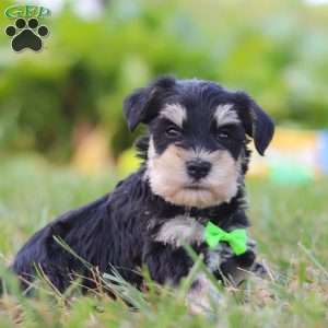 Piper, Miniature Schnauzer Puppy