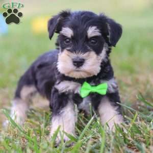 Piper, Miniature Schnauzer Puppy