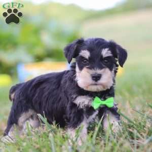 Piper, Miniature Schnauzer Puppy