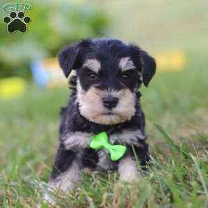 Piper, Miniature Schnauzer Puppy