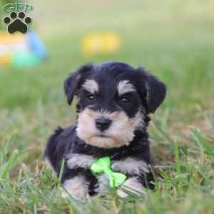 Piper, Miniature Schnauzer Puppy