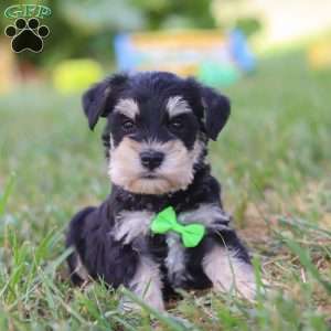 Piper, Miniature Schnauzer Puppy