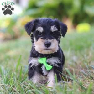 Piper, Miniature Schnauzer Puppy