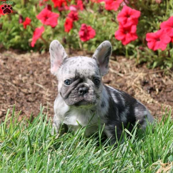 Piper, French Bulldog Puppy