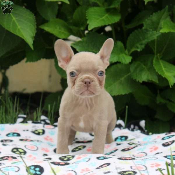 Piper, French Bulldog Puppy