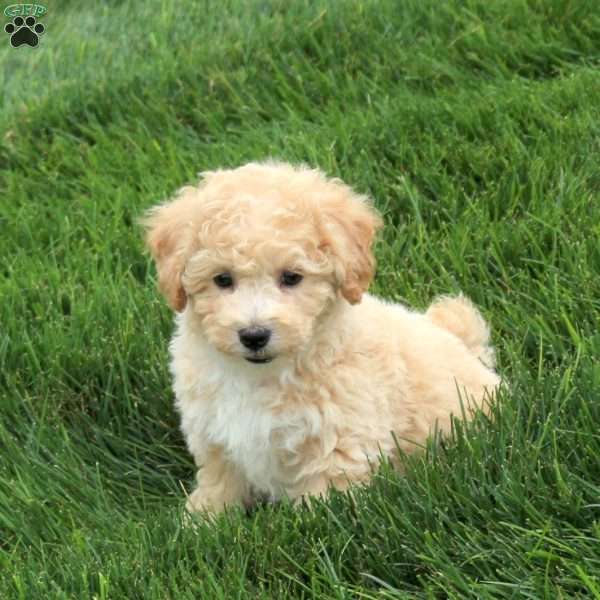 Piper, Bich-Poo Puppy