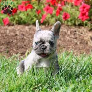 Piper, French Bulldog Puppy