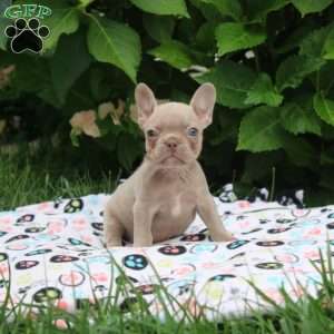 Piper, French Bulldog Puppy