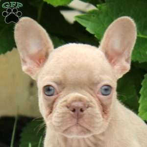 Piper, French Bulldog Puppy