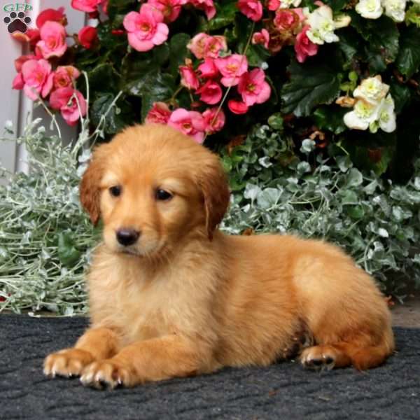 Piper, Golden Retriever Puppy