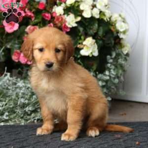 Piper, Golden Retriever Puppy