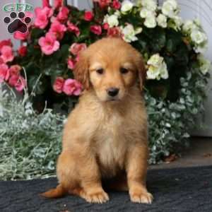 Piper, Golden Retriever Puppy