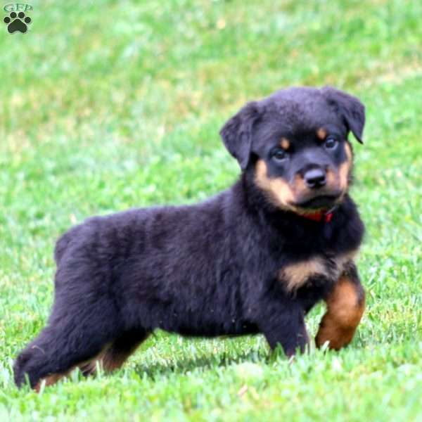 Piper, Rottweiler Puppy