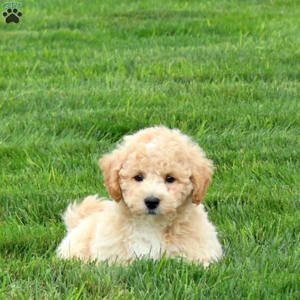Pipin, Bich-Poo Puppy