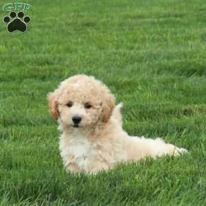 Pipin, Bich-Poo Puppy