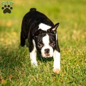 Pippy, Boston Terrier Puppy