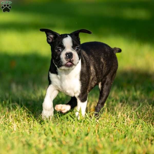 Pippy, Boston Terrier Puppy