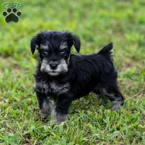 Pirate, Miniature Schnauzer Puppy