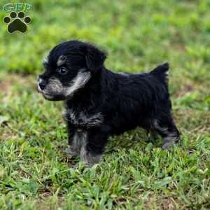 Pirate, Miniature Schnauzer Puppy