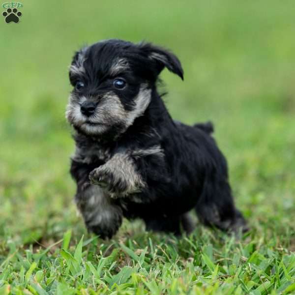 Pirate, Miniature Schnauzer Puppy