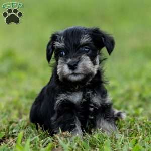 Pirate, Miniature Schnauzer Puppy