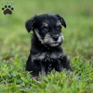 Pirate, Miniature Schnauzer Puppy