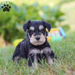 Pistachio, Miniature Schnauzer Puppy