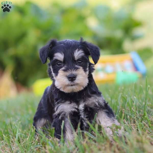 Pistachio, Miniature Schnauzer Puppy