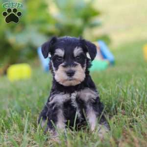 Pistachio, Miniature Schnauzer Puppy