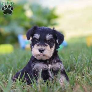 Pistachio, Miniature Schnauzer Puppy