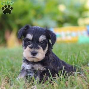 Pistachio, Miniature Schnauzer Puppy