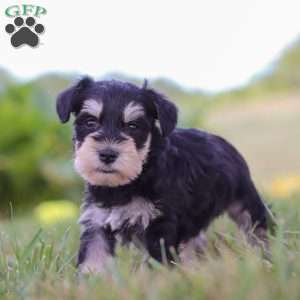 Pistachio, Miniature Schnauzer Puppy